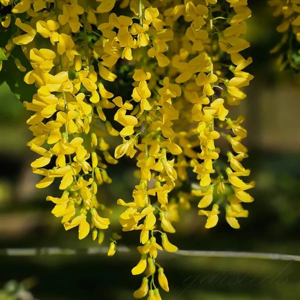 WISTERIA