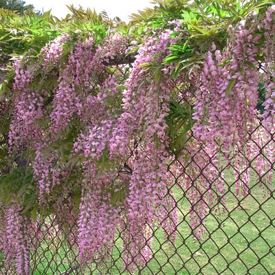 WISTERIA
