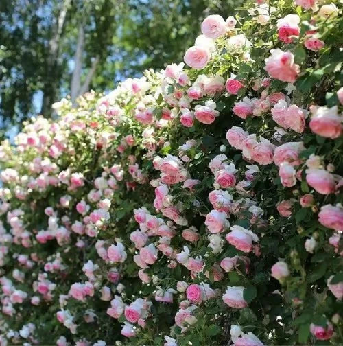 Climbing Rose Vine Seeds